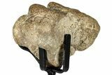 Fossil Mosasaur Atlas Vertebra w/ Metal Stand - Texas #316040-2